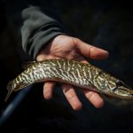 Esemplare di Esox cisalpinus - Foto arch. EGAP Ticino e Lago Maggiore